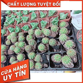 Xương rồng nhỏ Nhiều Người Mua