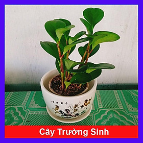 Mua Cây Trường Sinh - cây cảnh để bàn + tặng phân bón cho cây mau lớn