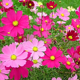 Mua (Gói 1kg )Hạt Giống Hoa Sao Nhái F1 Mix Nhiều Màu Loại Dễ Trồng  Hoa Nở Đẹp-Tổng kho hạt giống giá rẻ