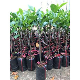 Mít không hạt cam kết chất lượng tặng 2 cây chè xanh