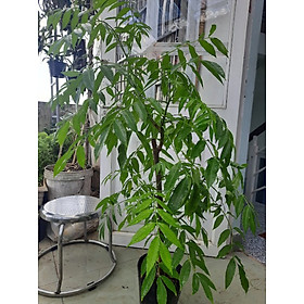 Mua Cây cóc Thái  chiều cao khoảng 1m