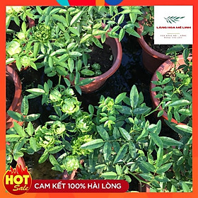 Mua Hoa hồng NGOẠI xanh Jane Green Biểu tượng cho tình yêu bất tận mùi hương nhẹ nhàng.