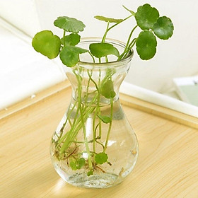 Mua Bình Bông Lọ Hoa Thủy Tinh Miệng Loe