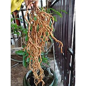 Mua Combo 5 cây giống ba kích tím