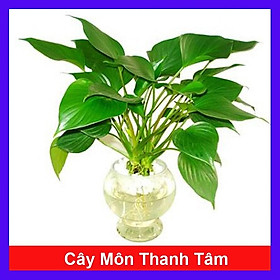 Cây Môn Thanh Tâm - Cây cảnh để trong nhà + Tặng phân bón cho cây