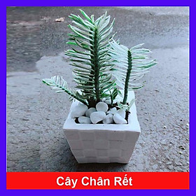 Mua Cây Chân Rết - Cây cảnh mini + tặng phân bón cho cây