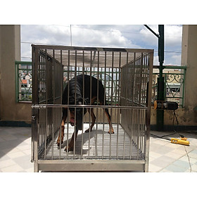 Chuồng chó Inox Juno Sofa KT (80 x 1,2m x 90cm) Không có mái che 