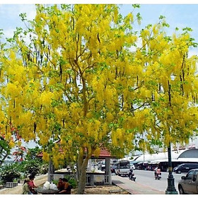 Muồng hoàng yến vàng , cây hoàng hậu -cây giống size nhỏ