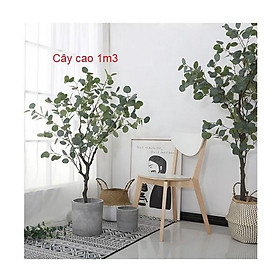 Mua Combo cây Bạch đàn 1m3 kèm chậu cói size M