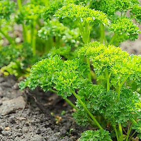 Mua Hạt giống Ngò Tây (Rau Mùi Xoăn) (1g)