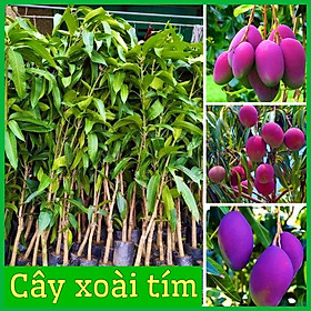 Mua Cây giống xoài thái tím ruột vàng độc đáo quả to mọng nươcs vị ngọt cao 60-90cm( ảnh thật hình cuối)