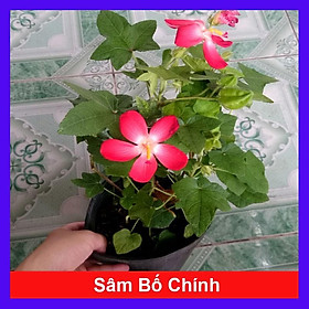Mua Cây nhân sâm bố chính - cây cảnh sân vườn + tặng phân bón cho cây
