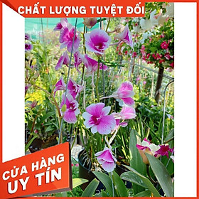 Hoa lan dendro yaya Nhiều Người Mua