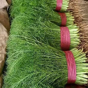 Hạt giống rau thì là