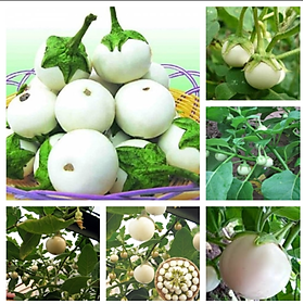 Mua Hạt Giống Cà Pháo  Giống Trái Giòn 0.5Gram