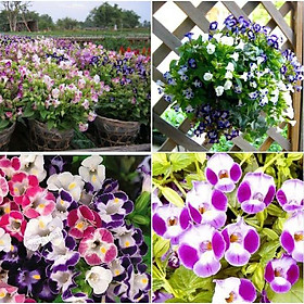 Mua Hạt giống hoa Mắt Nai (Tô Liên) Mix - 10hat/gói