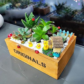 Chậu gỗ trồng sen đá, xương rồng, chậu in chữ ORIGINAL