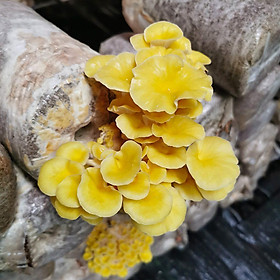 Phôi nấm Hoàng Kim  - 1 kiện 15 Phôi - Nông Trại Nấm
