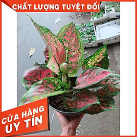 Cây hoa vạn lộc Nhiều Người Mua