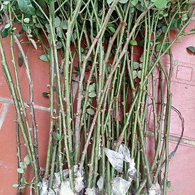 Mua Chiết tree