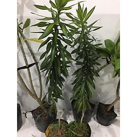 Mua Cây trúc bách hợp