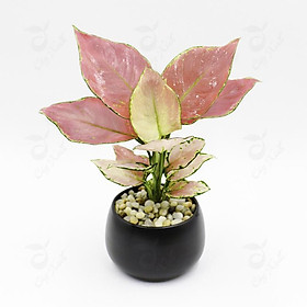 Mua CHẬU CÂY VẠN LỘC VẠN NIÊN SẮC ĐỎ- CÂY PHONG THỦY ĐỂ BÀN VƯỢNG TÀI LỘC + Tặng 01 cây dâu da đất( bòn bon)