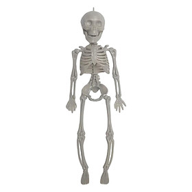 Full Body Joint Skeletons 11'' Halloween Skeleton Statue Figurine Decoration
