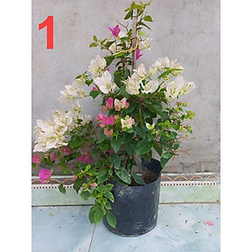CHẬU HOA GIẤY SẴN HOA NHƯ HÌNH ĐĂNG