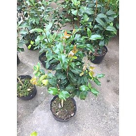 Mua Cây trà my ngũ sắc  cây trà my hoa 5 màu  chậu như hình
