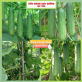 Mua Gói 50 hạt giống dưa chuột thái F1 quả lớn giòn ngọt dễ trồng kháng bệnh tốt cửa hàng hạt giống uy tín