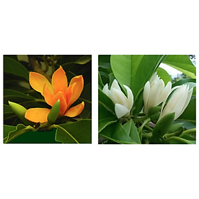 Cây ngọc lan, cây ngọc lan hoa trắng, thân cao 0,6 m trở lên, ngọc lan trắng sắp hoa hoặc đang nụ