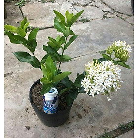 Cây mẫu đơn trắng, cây mẫu đơn trắng ta