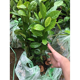 Mua Giống Cây Trà Xanh Thái Nguyên  Combo 5 Cây Trà Xanh Cao 25cm