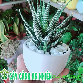 Mua Chậu Cây Xương Rồng