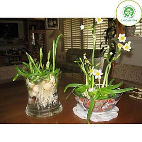 Mua Củ thủy tiên loại vip