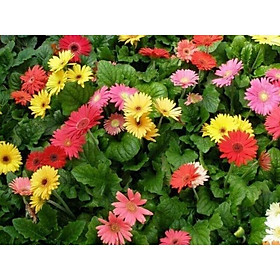 Mua Hoa đồng tiền khóm to sẵn nụ và hoa