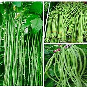 Mua Hạt Giống Đậu Đũa  Đậu Trái Dài Siêu Trái - gói 20gr