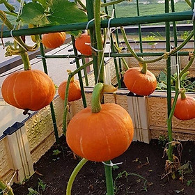 Mua Hạt giống bí đỏ gấc F1 dẻo ngọt VTP10