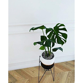 Mua Chậu sắt tam giác nhọn