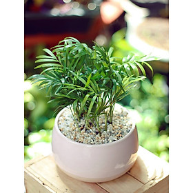 Cây Cau Tiểu Trâm Chậu Men Hồng