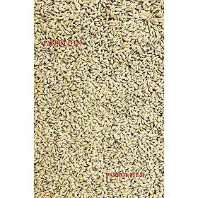 LÚA TIÊU RUỘT ĐỎ (THỨC ĂN YÊU THÍCH CỦA BỒ CÂU, CU GÁY)