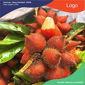 Mua CÂY GIỐNG MÂY THÁI SIÊU QUẢ SIÊU NGON  SIÊU KINH TẾ