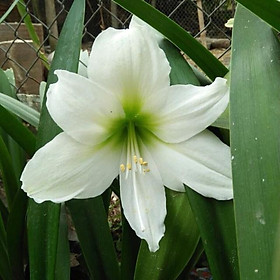 Củ giống hoa lan huệ tây hoa màu trắng tuyết thanh - 1 củ ( KNS3745 )