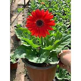 Mua Chậu hoa đồng tiền  chậu hoa đồng tiền kép đủ màu  chậu hoa đồng tiền Hà Lan lùn