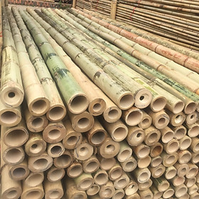 Mua Cây tre luồng 1m làm giàn  làm cột chống  xà đỡ trong xây dựng