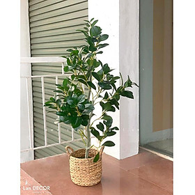 CHẬU CÂY CHANH TRANG TRÍ NHÀ ĐẸP LANDECOR - CC412