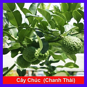 Hình ảnh Review Cây Chúc ( chanh thái ) - Cây chanh ăn lá ( chanh hấp gà ) + Tặng phân bón cho cây