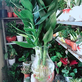 Mua Chậu Cây Phát Tài Búp Sen
