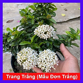 Cây Mẫu Đơn Trắng - Cây Bông Trang Trắng - cây cảnh vườn + Tặng phân bón cho cây mau lớn
