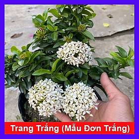 Mua Cây Mẫu Đơn Trắng - Cây Bông Trang Trắng - cây cảnh vườn + Tặng phân bón cho cây mau lớn